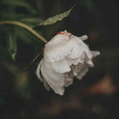 بانه شیروان قژ کلی لیو